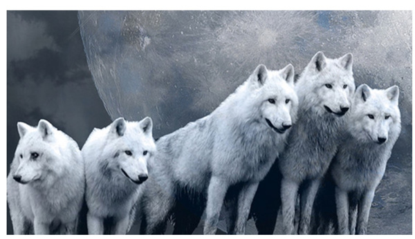 新時代的狼性精神！