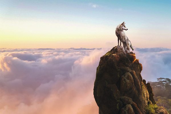 新時代的狼性精神！