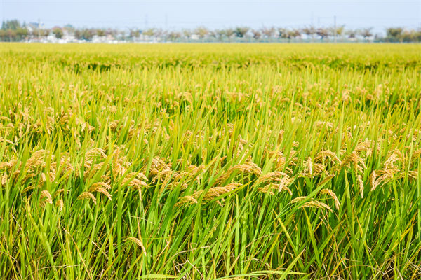 制造業(yè)分析：再這樣熱下去，全球的早餐都“懸了”