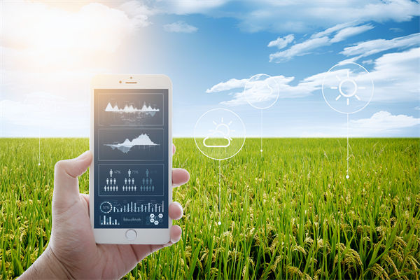 溫州種出2.1米高巨型水稻，精益生產(chǎn)怎么看？