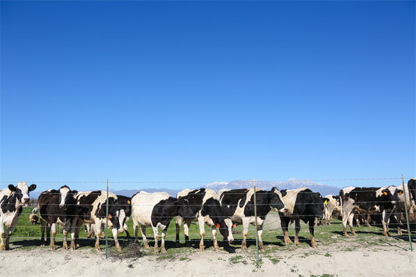 常溫純牛奶中禁止添加復(fù)原乳，集成供應(yīng)鏈怎么看？