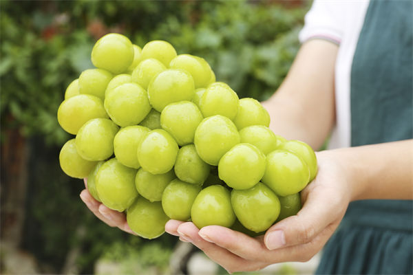 營(yíng)銷管理咨詢分析：陽(yáng)光玫瑰因何跌成“地板價(jià)”？